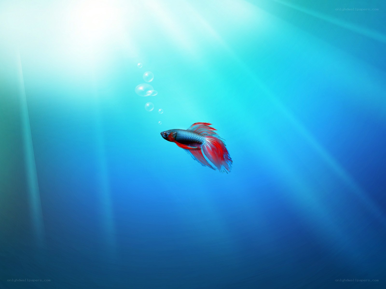Betta fish swimming underwater