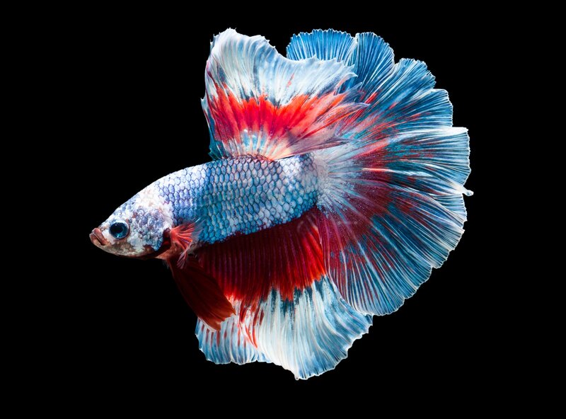 Betta Fish