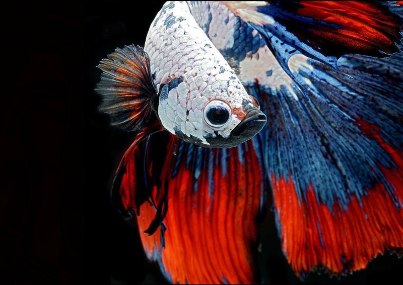 Betta Fish with Colorful Fins