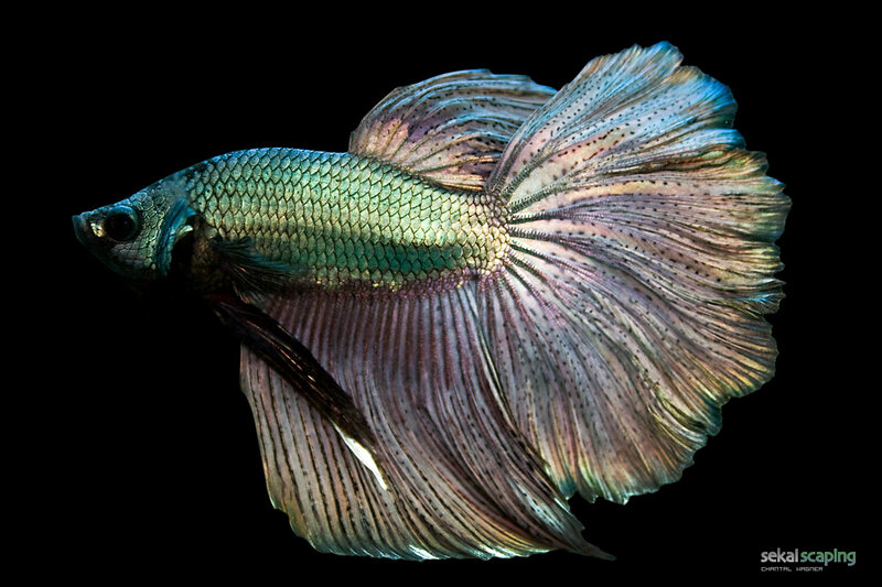 Betta Fish with Flowing Fins