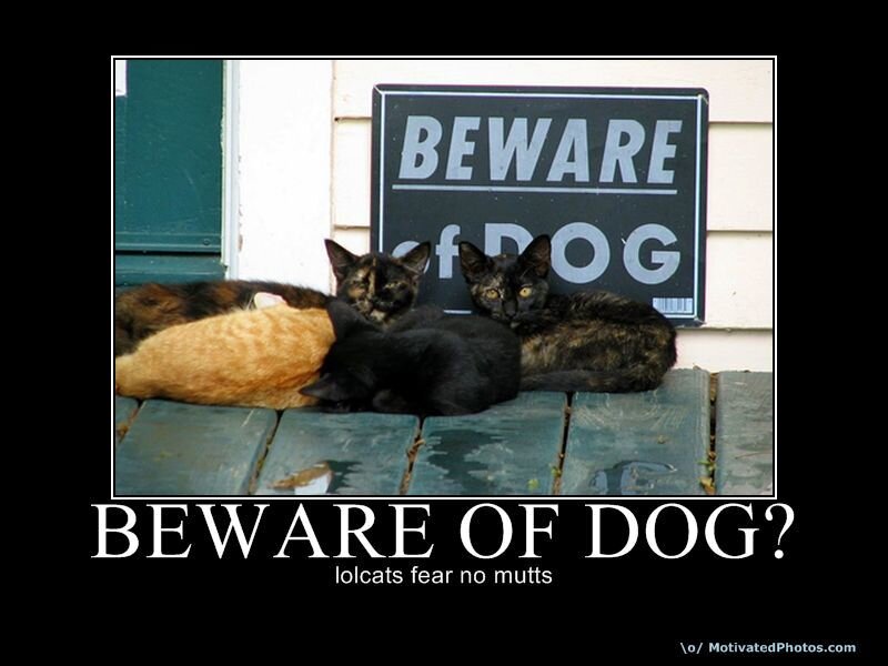 Beware of Dog? lolcats
