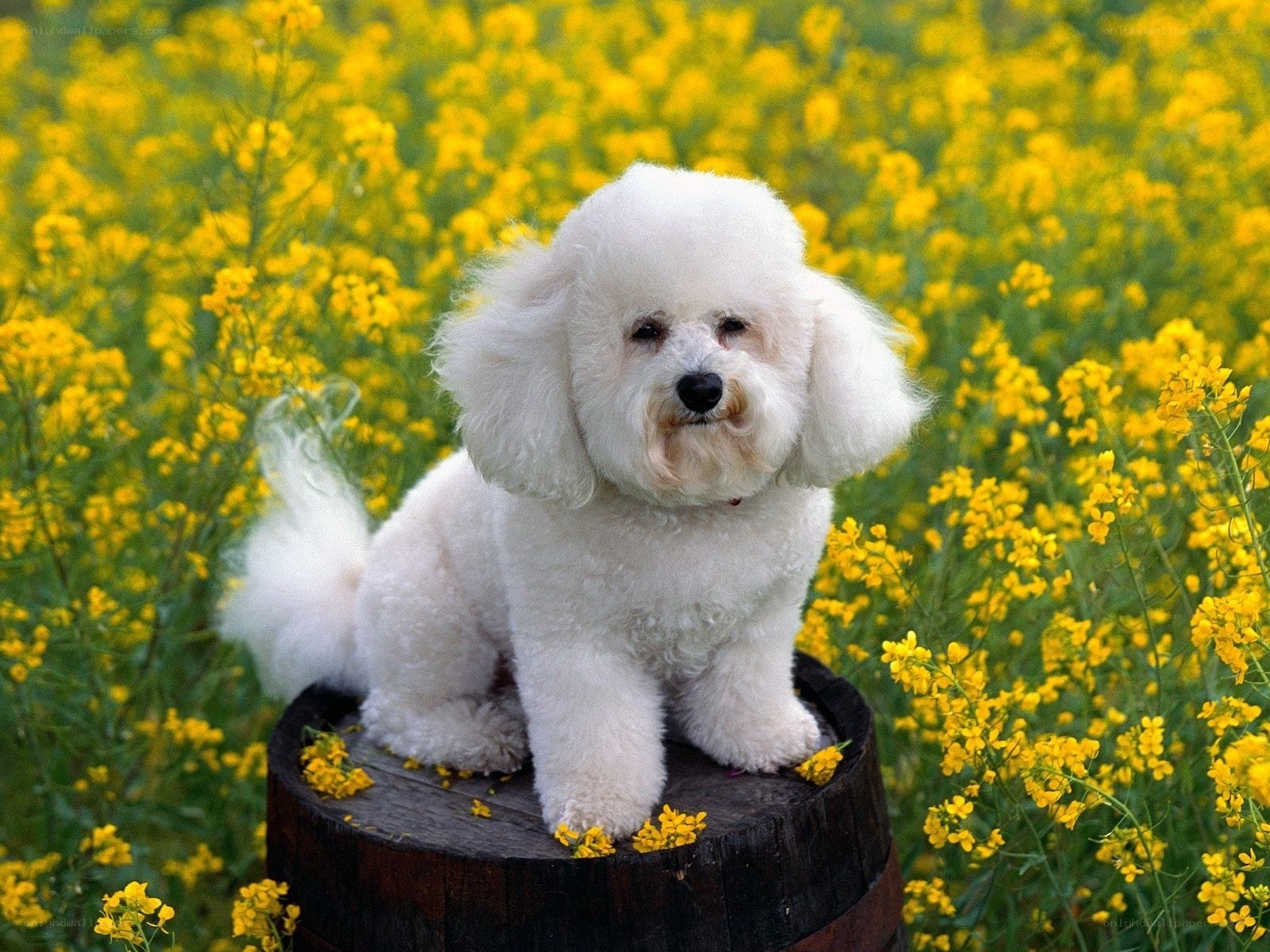 Bichon Frise in a flower field