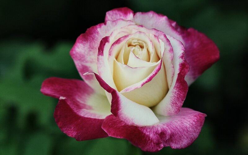 Bicolored Rose Flower — Pink, Calm