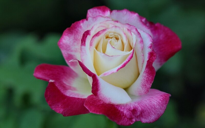 Bicolored Rose Flower — Pink, Serene, Photograph