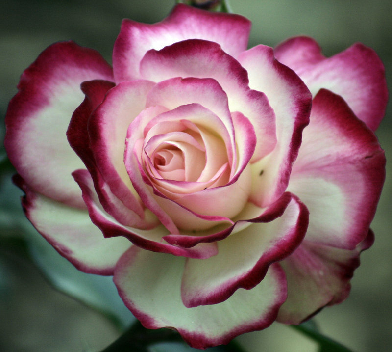 Bicolored Rose Flower — Pink