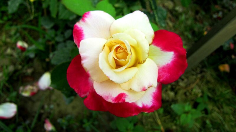 Bicolored Rose Flower — Red, Calm