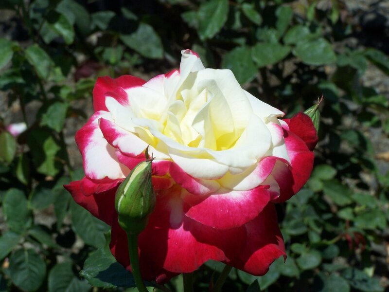 Bicolored Rose Flower — Red, Serene, Afternoon