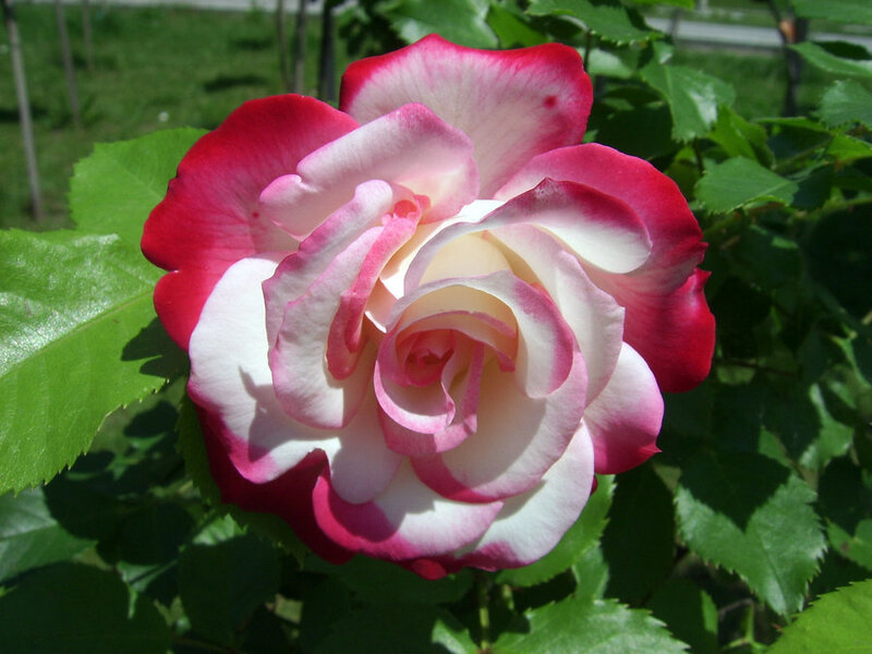Bicolored Rose Flower — Red, Serene