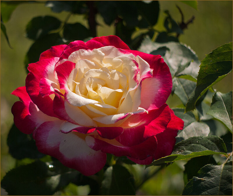 Bicolored Rose Flower — Red