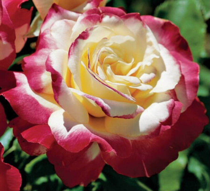 bicolored rose flower