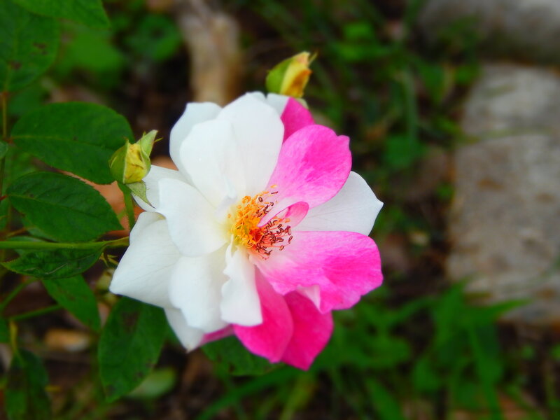 Bicolored Rose Flower — White