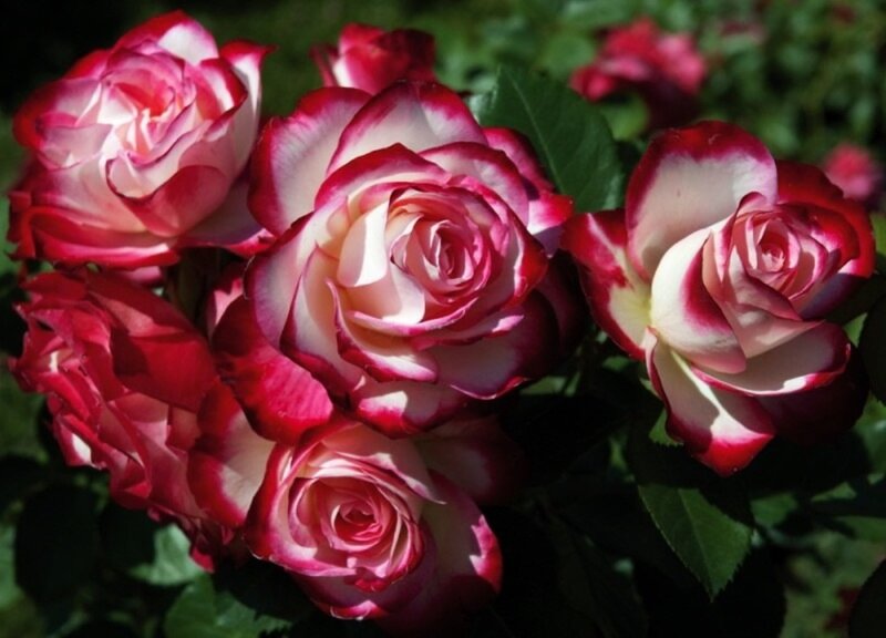 Bicolored Roses