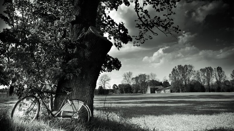 Bicycle by a tree in a field