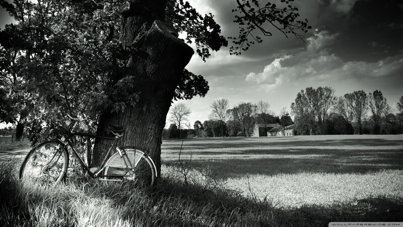 Bicycle by a tree in a field