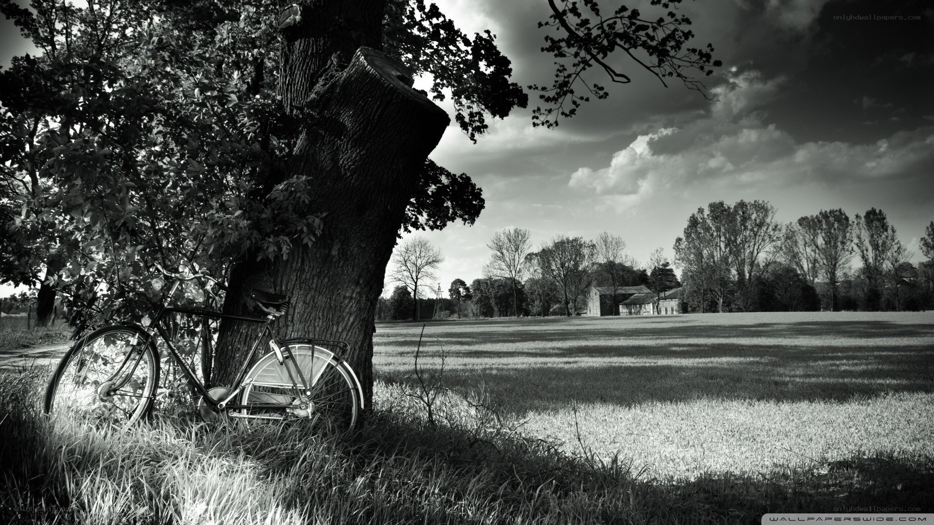 Bicycle by a tree in a field