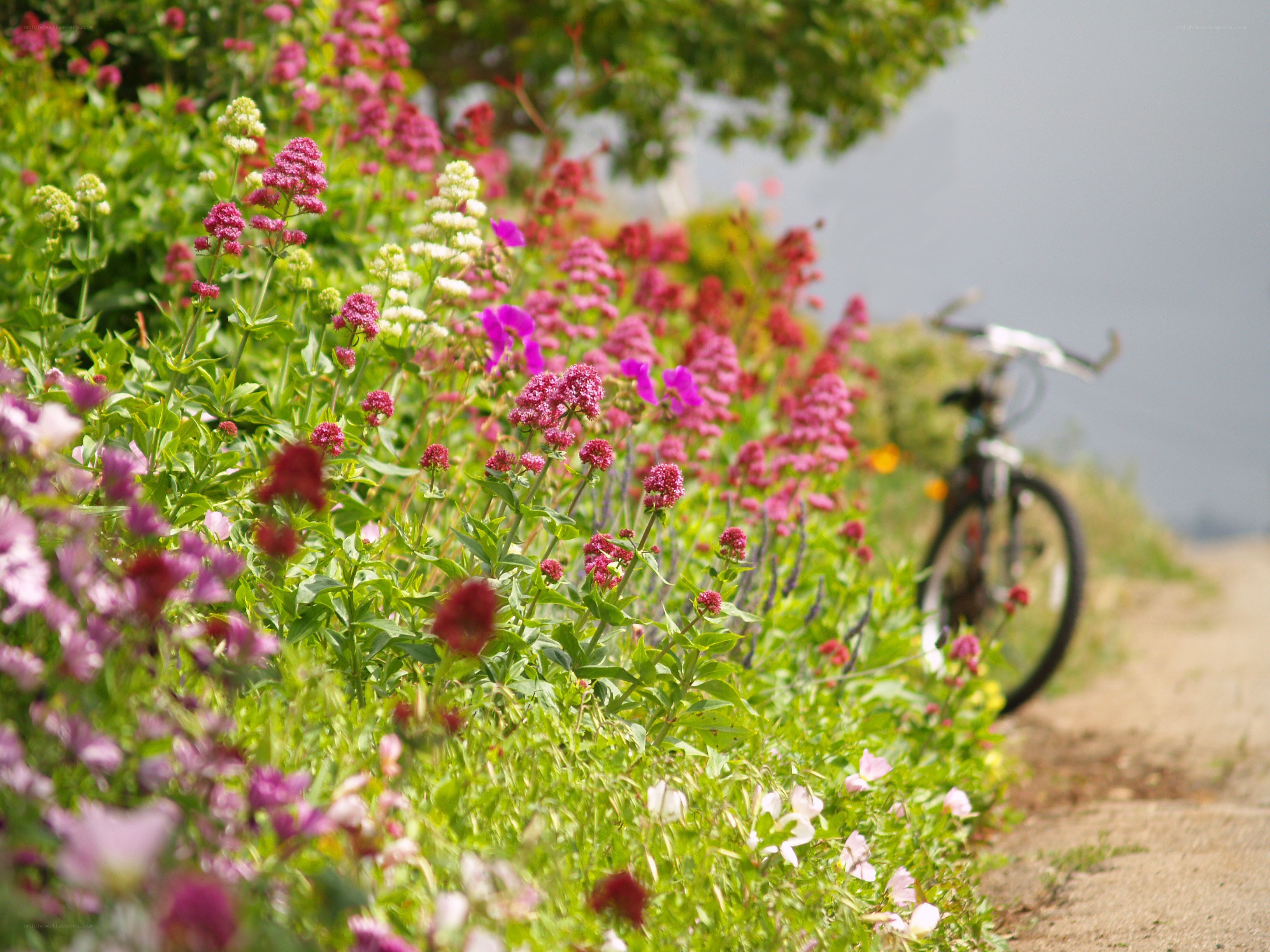 Bicycle by flower garden