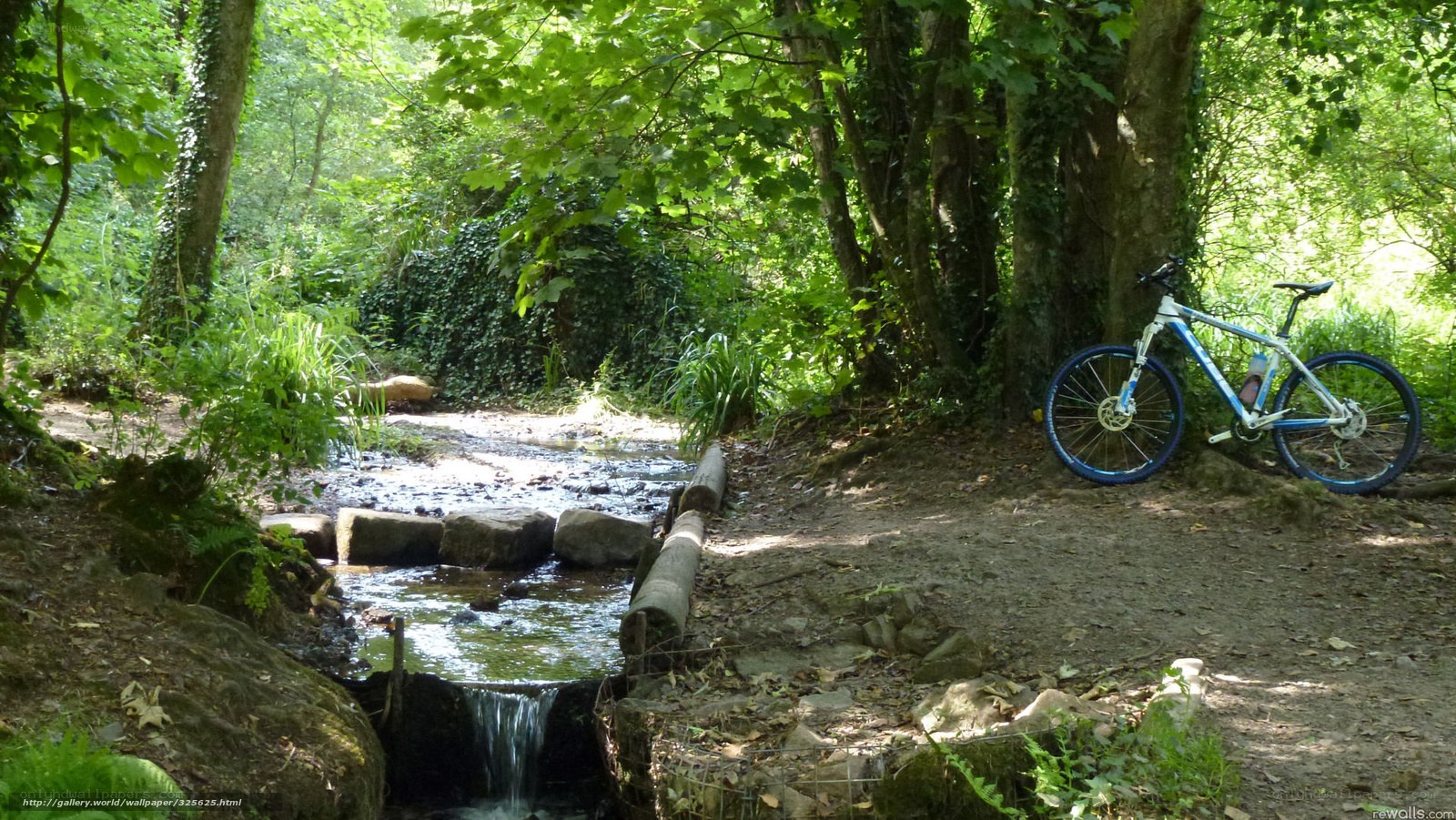 Bicycle by forest stream