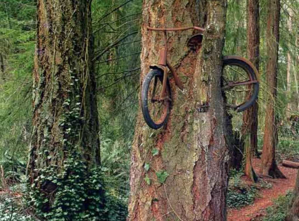 Bicycle embedded in tree trunk