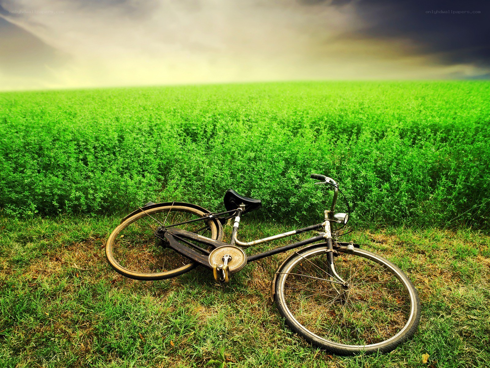 Bicycle in a green field