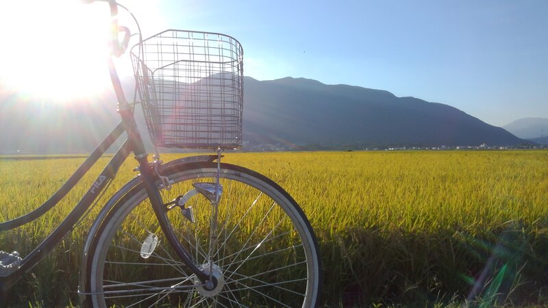 Bicycle in a rice field at sunrise