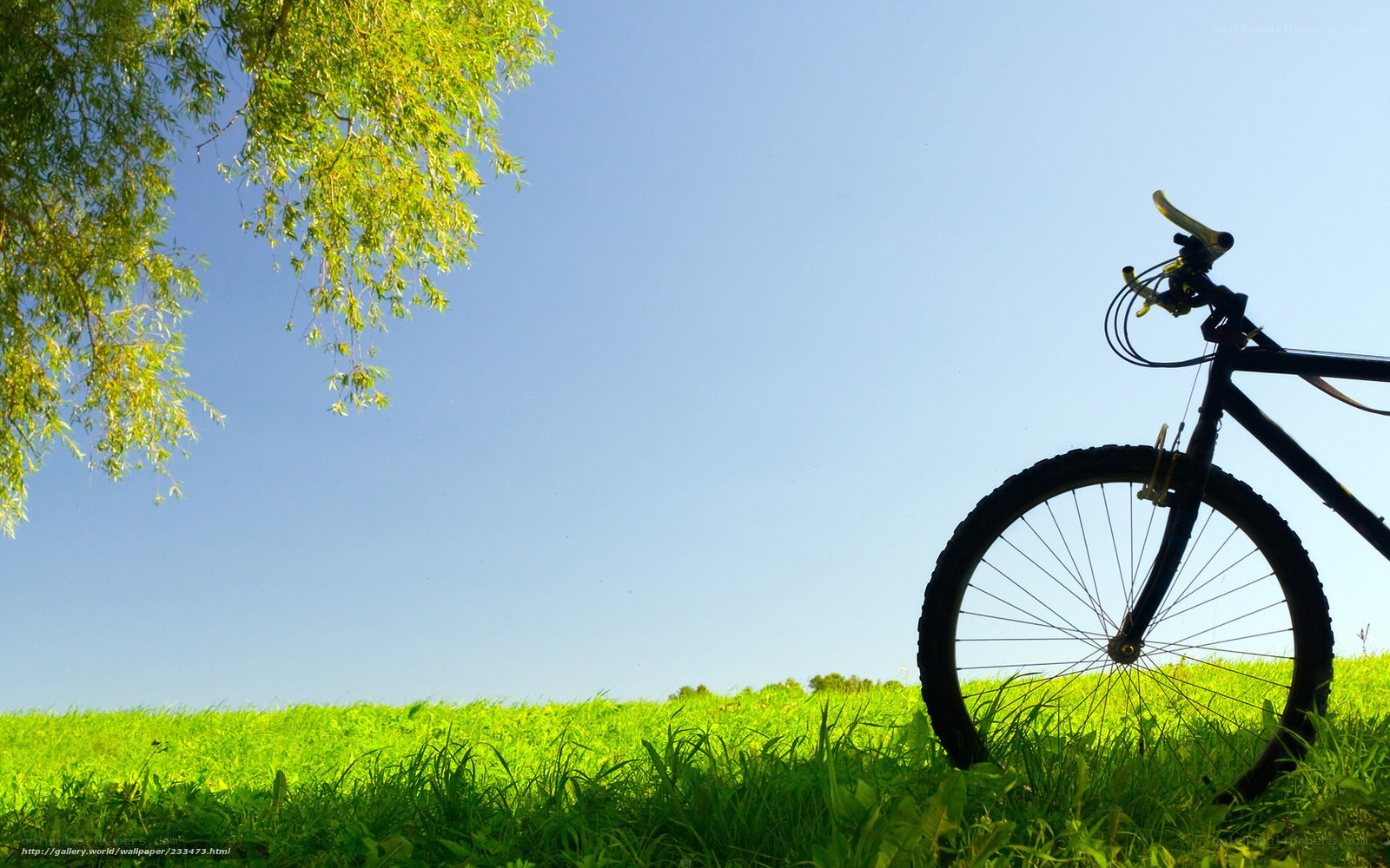 Bicycle in a sunny meadow