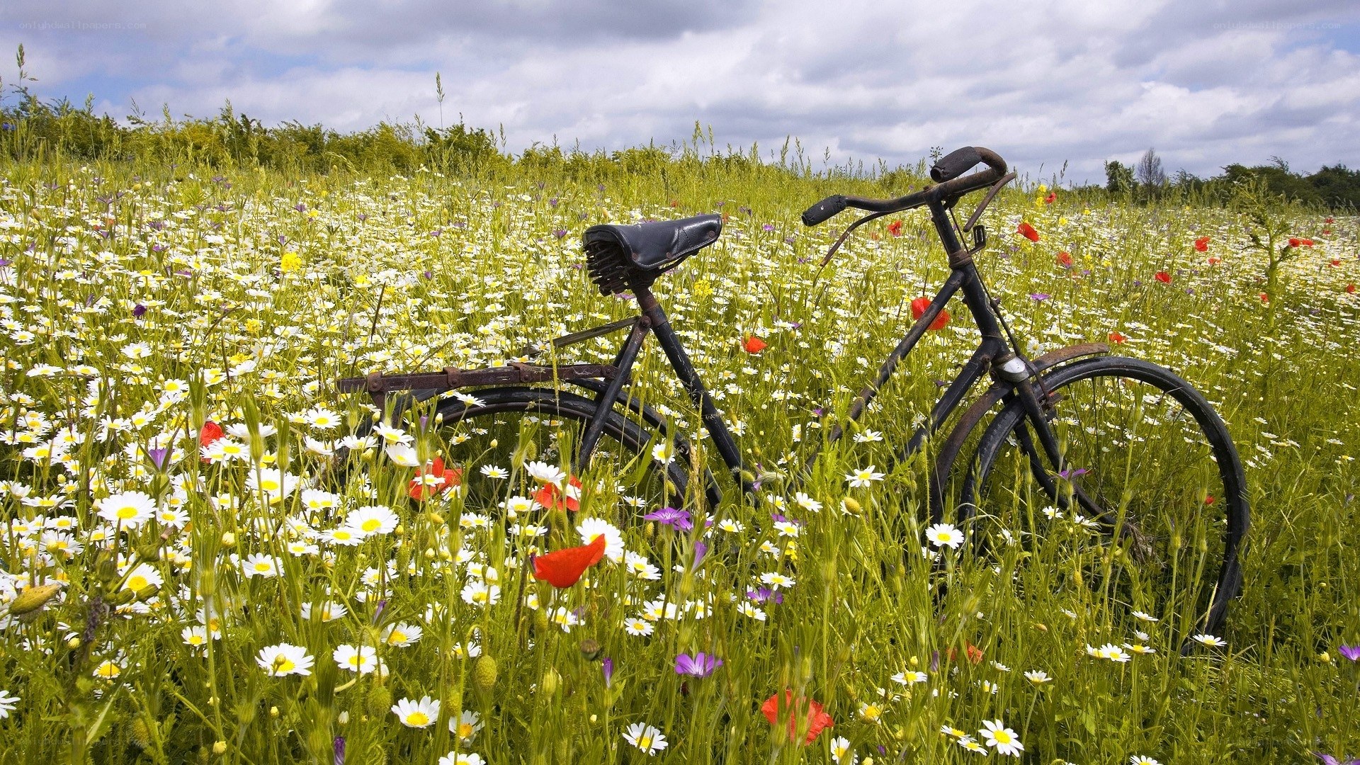 Bicycle in a wildflower field