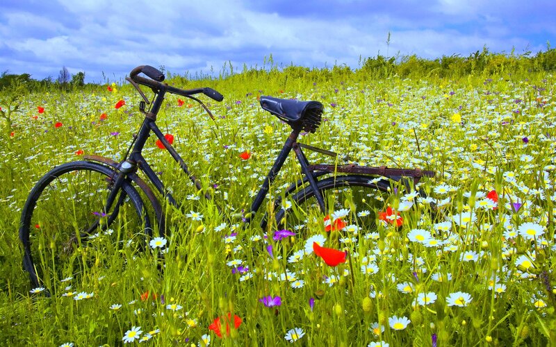 Bicycle in a wildflower field