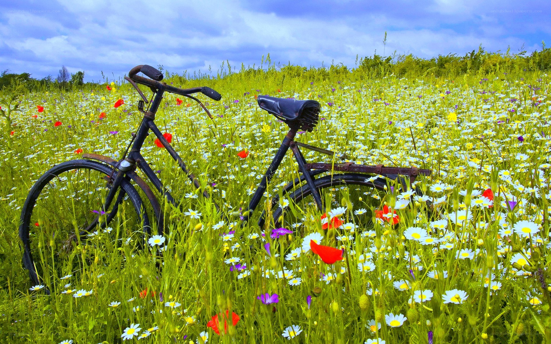Bicycle in a wildflower field