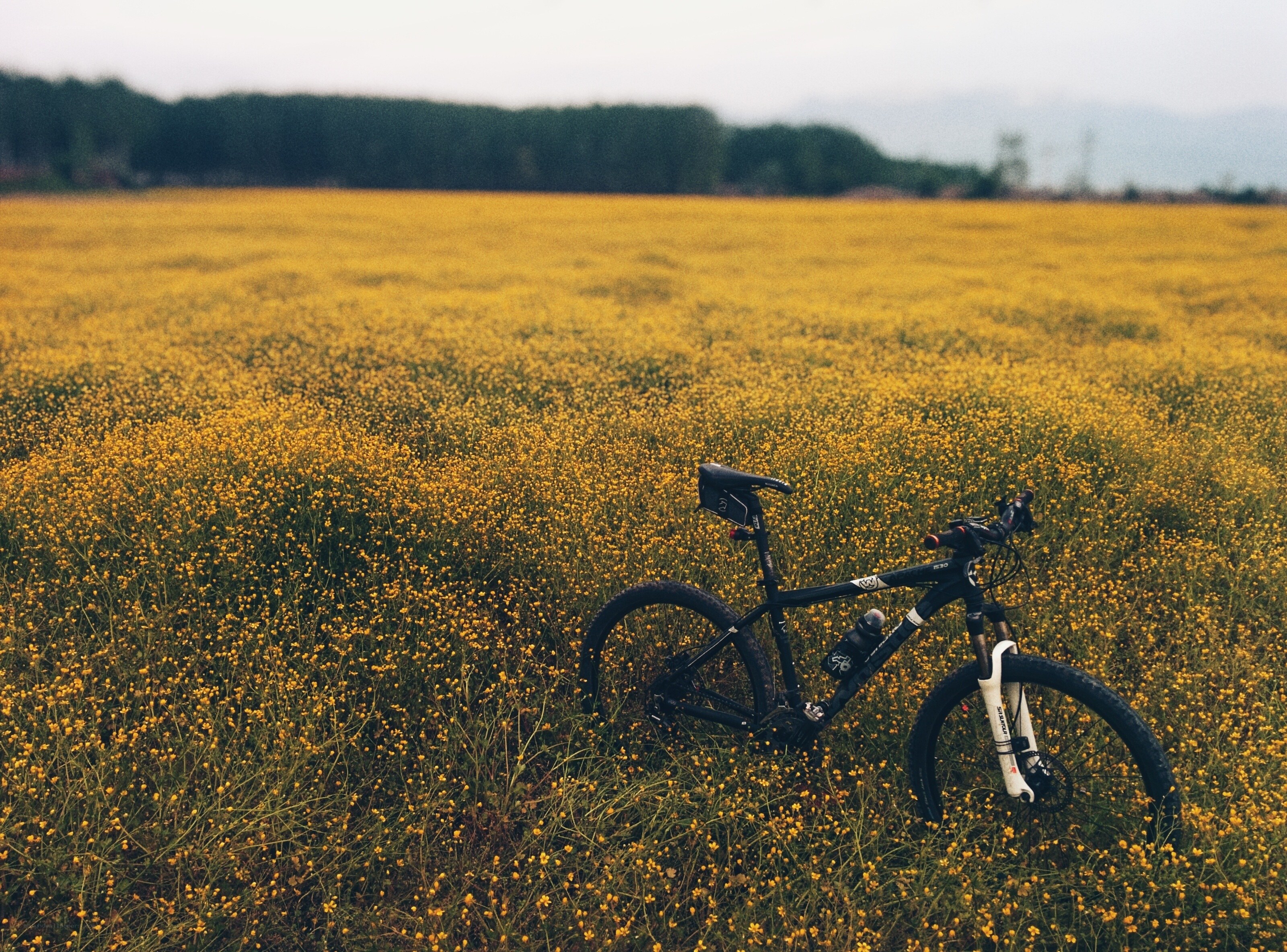 Bicycle in a yellow flower field