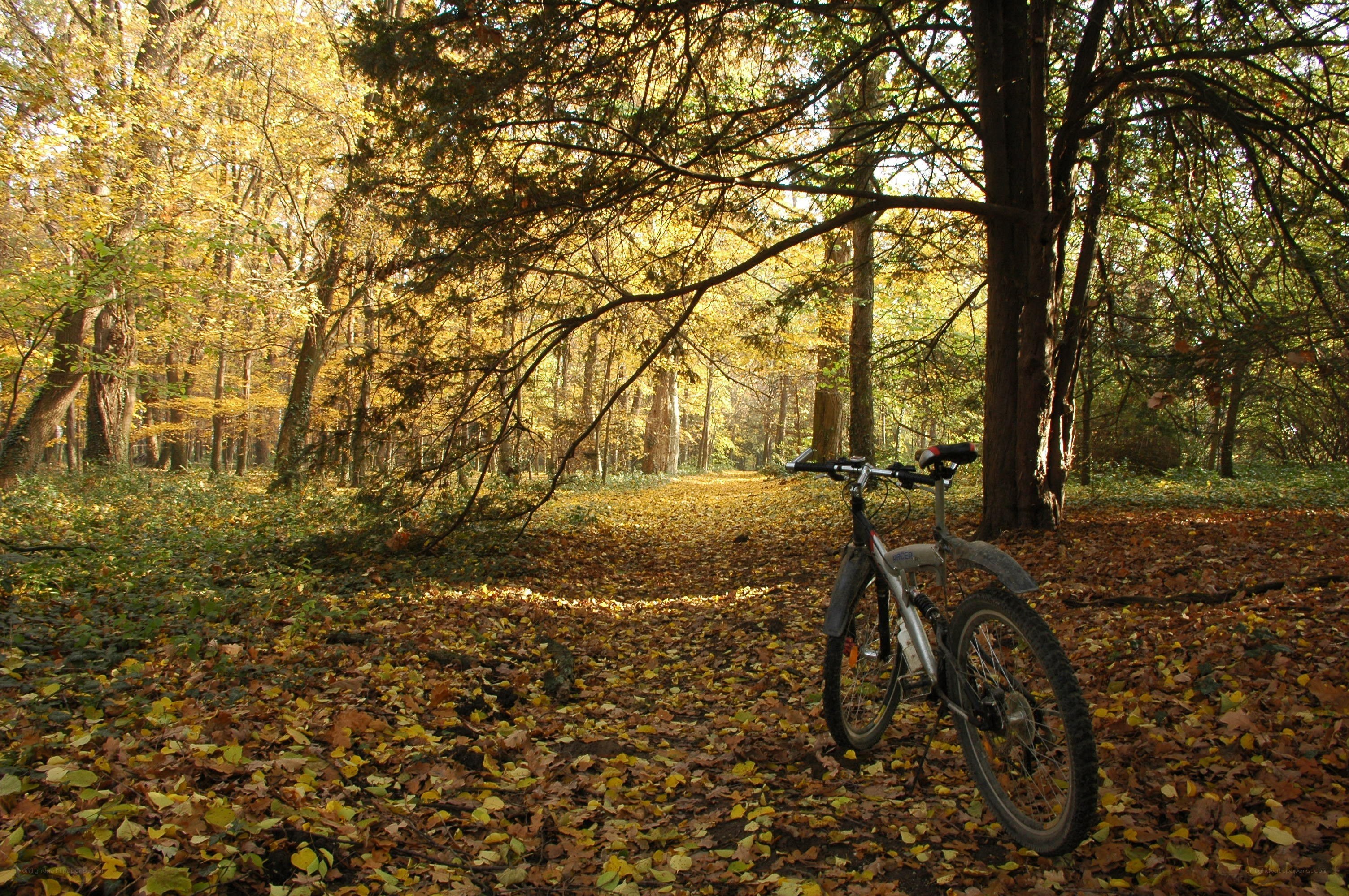 Bicycle in autumn forest