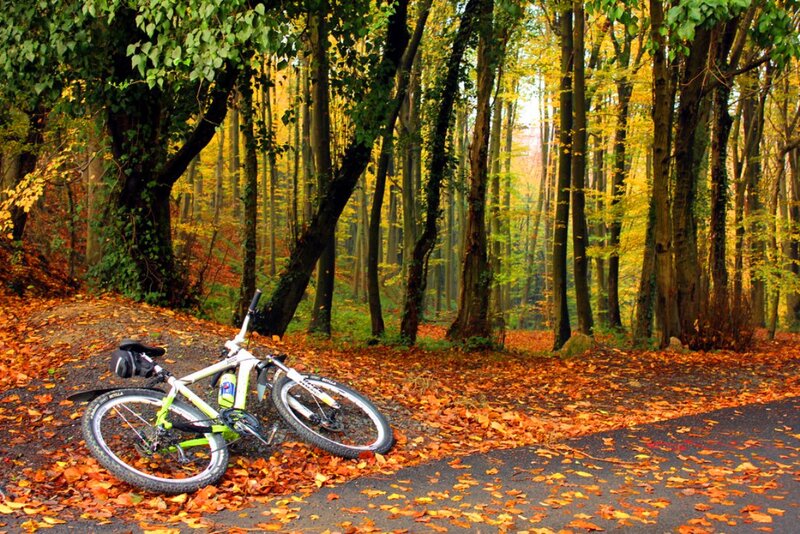 Bicycle in Autumn Forest — Orange