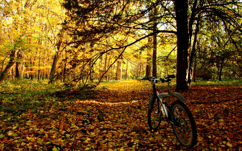 Bicycle in Autumn Forest — Yellow