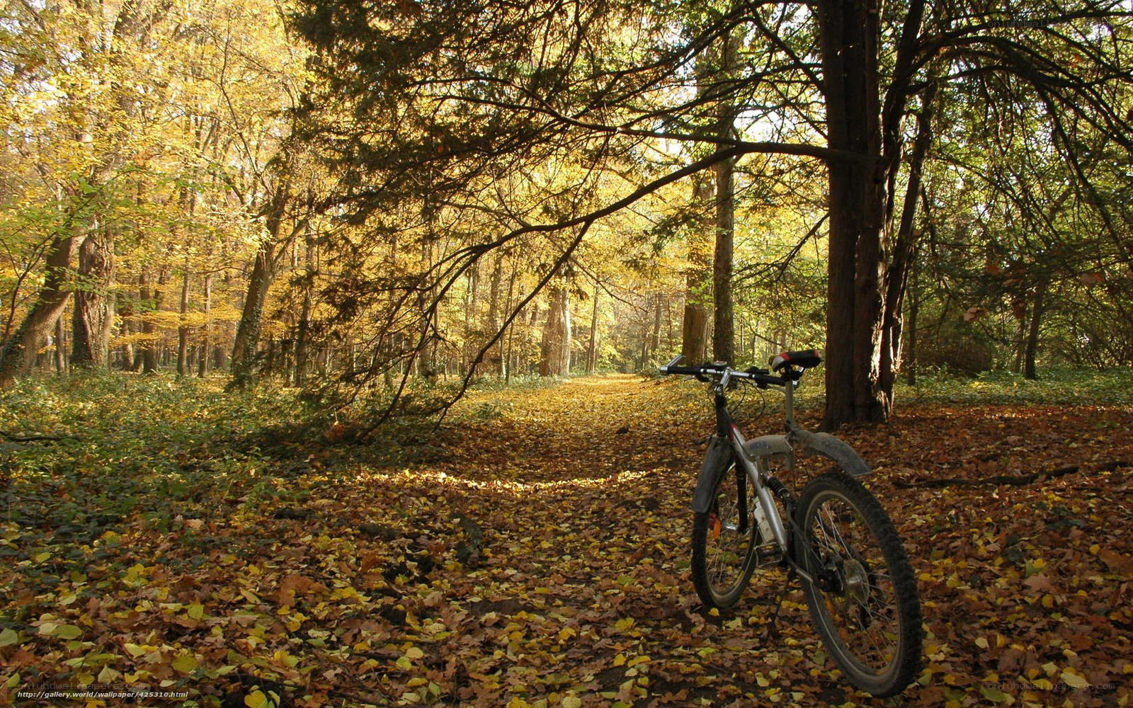 Bicycle in autumn forest