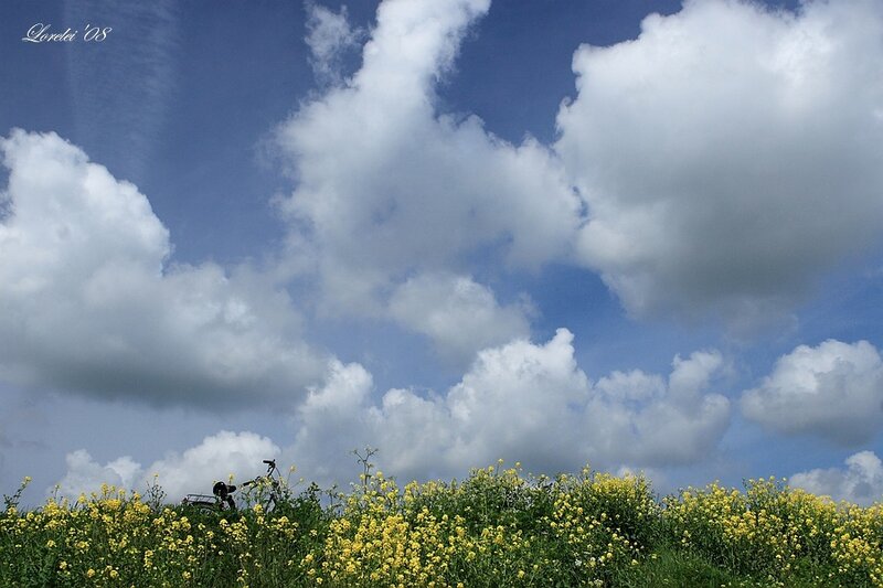 Bicycle in Flower Field