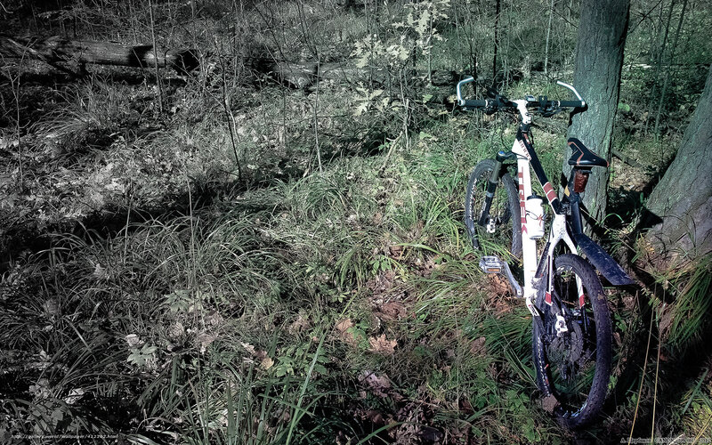 Bicycle in forest clearing