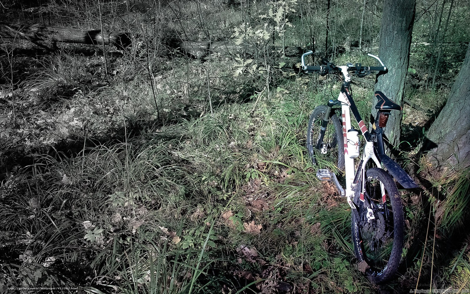 Bicycle in forest clearing
