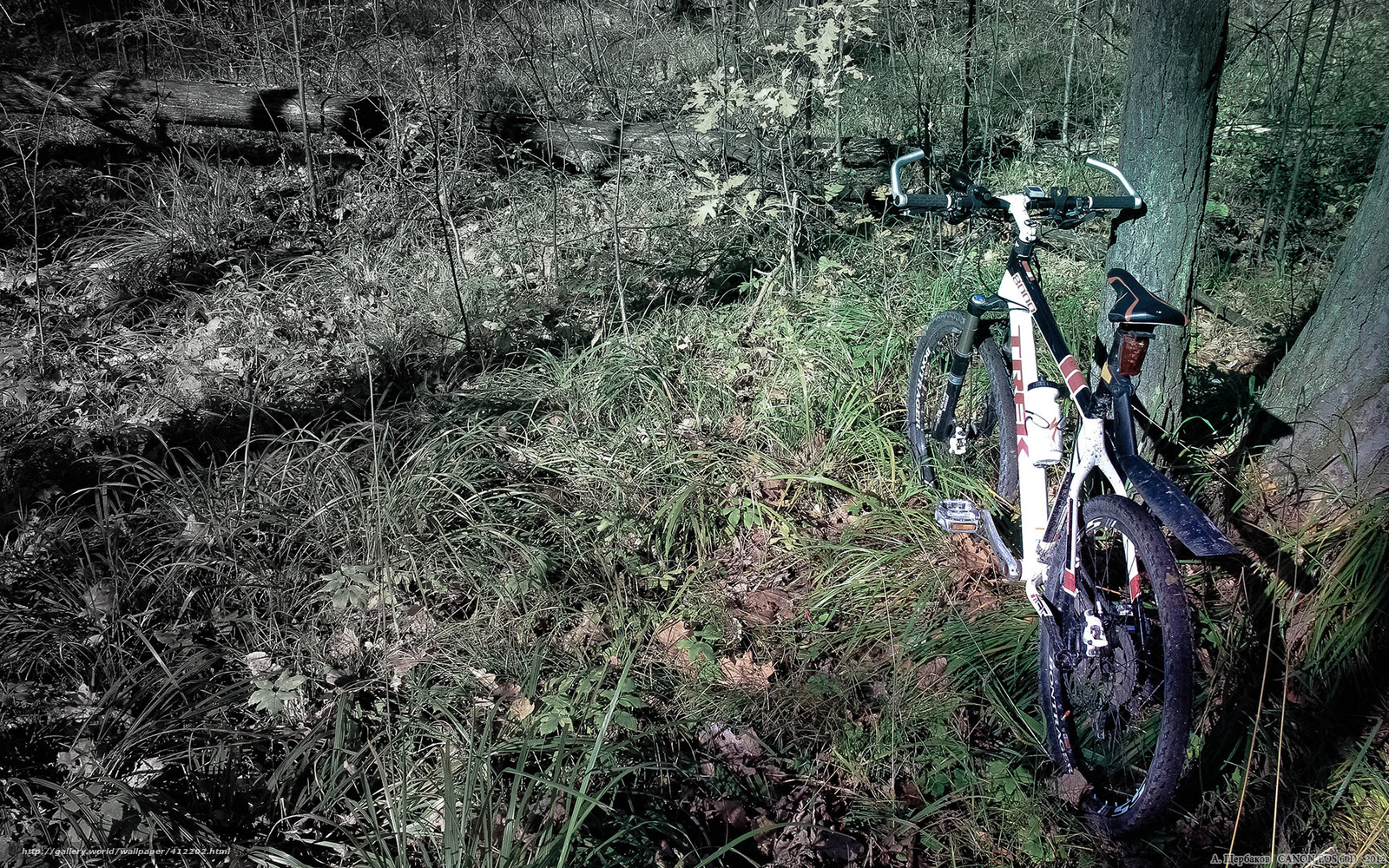Bicycle in forest clearing