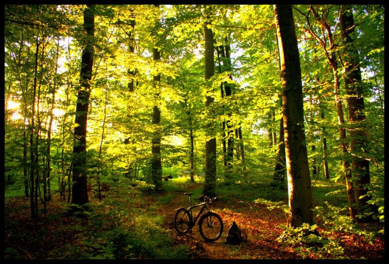Bicycle in Forest — Green