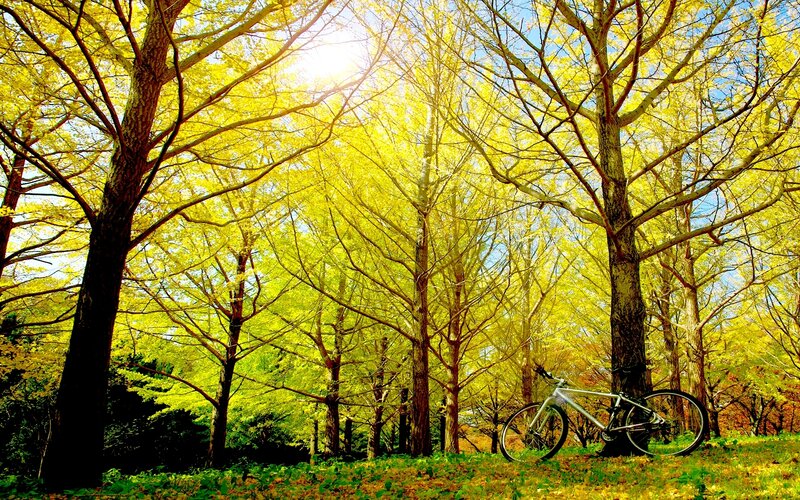 Bicycle in Forest