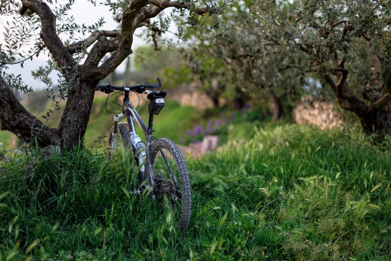Bicycle in olive grove