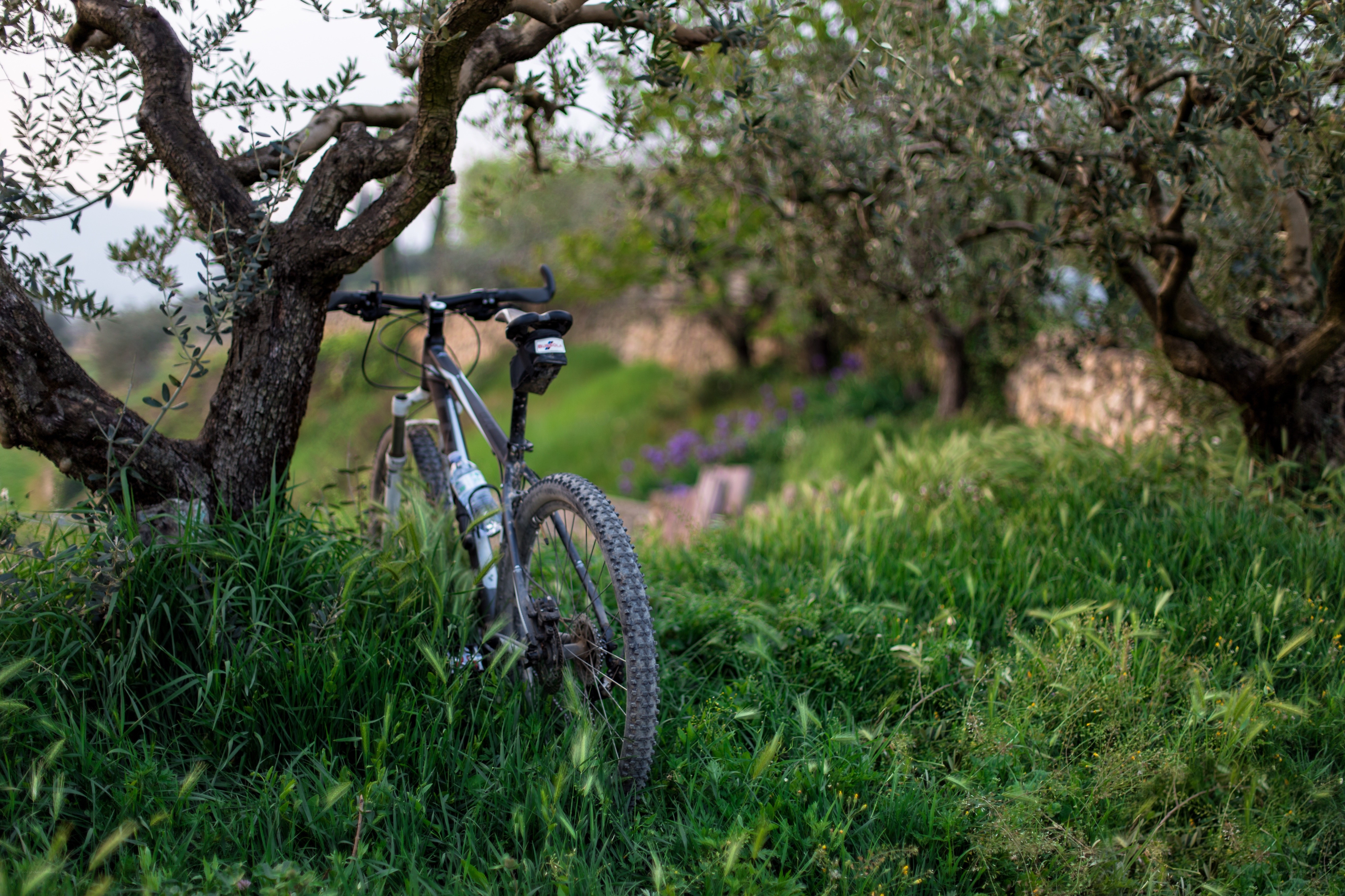 Bicycle in olive grove
