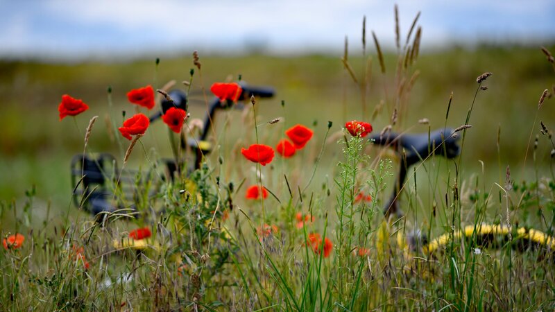Bicycle in Poppy Field