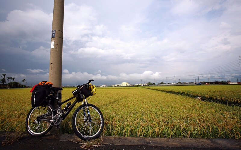 Bicycle in rice field