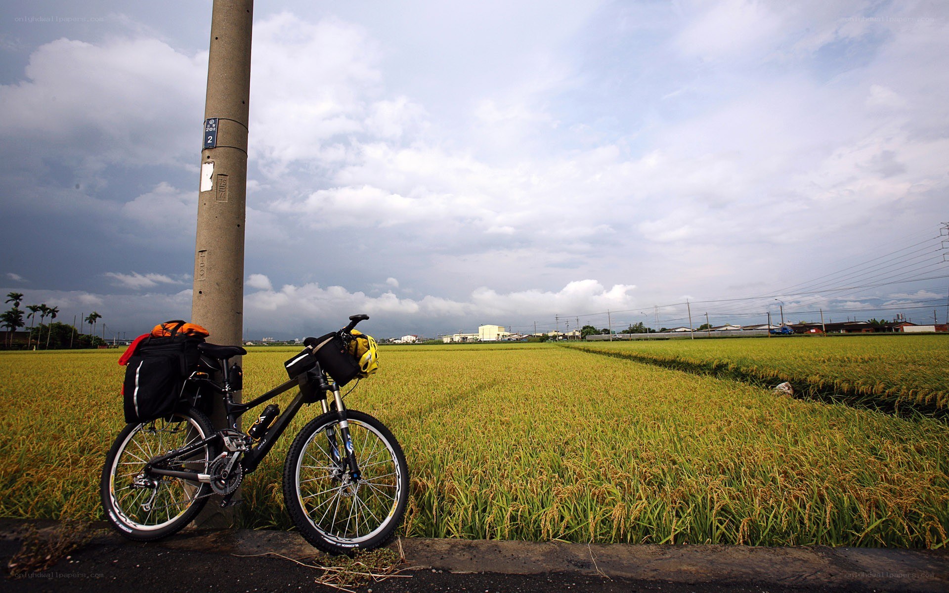 Bicycle in rice field