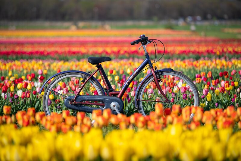 Bicycle in Tulip Field