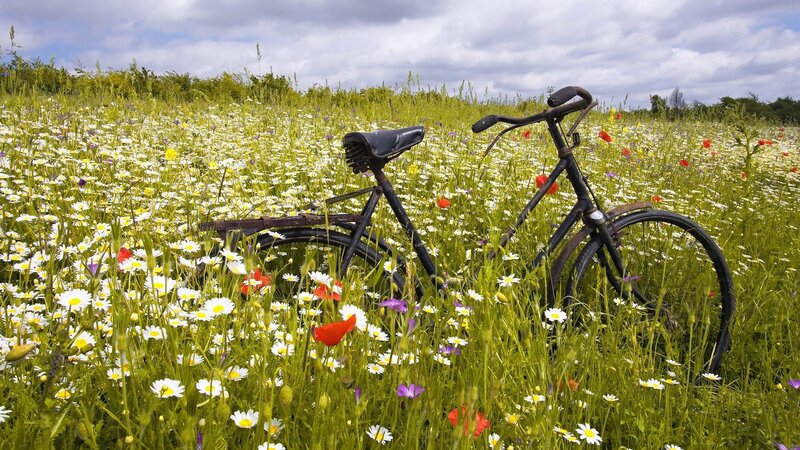 Bicycle in Wildflowers — Green, Serene, Summer