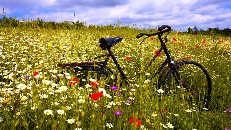 Bicycle in Wildflowers — Green, Serene