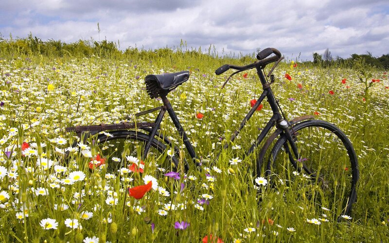 Bicycle in Wildflowers — Green