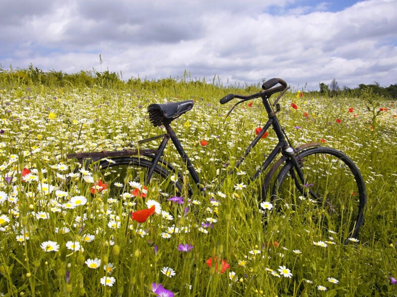 Bicycle in Wildflowers