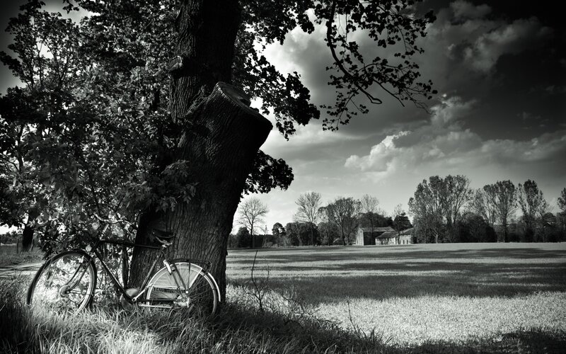 Bicycle Leaning Against Tree — Black, Dramatic, Afternoon, Photograph